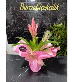 PEMBE VREZYA